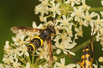 Closeup of bicinctum flies pollinating white elderberry flowers