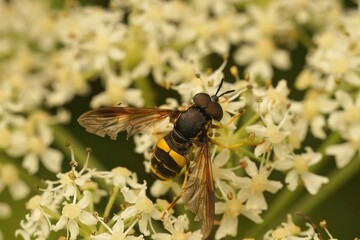 Closeup of a bicinctum fly pollinating white elderberry flowers