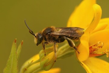 Closeup of a solitary bee on a yellow lysimachia vulgaris