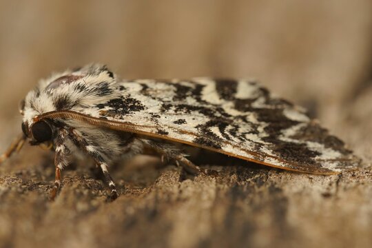 Closeup of a Panthea coenobita moth