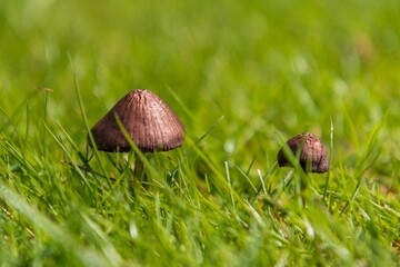 Closeup of small brown mushrooms surrounded by grass