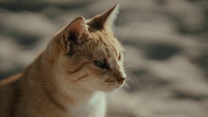 Closeup shot of an adorable brown cat looking aside against the isolated background