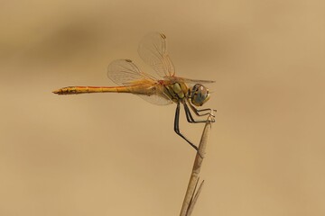 Closeup of a migrant darter dragonfly (sympetrum fonscolombii) standing on the dry grass