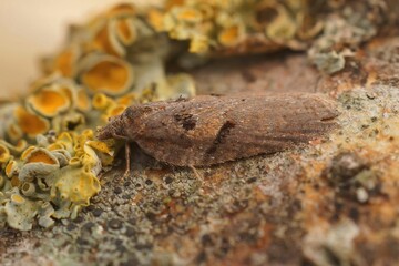 Closeup shot of an Acleris hastiana
