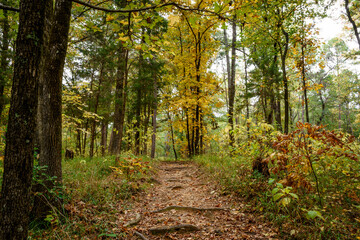 Fall Foliage - Lake Bob Sandlin SP-6617