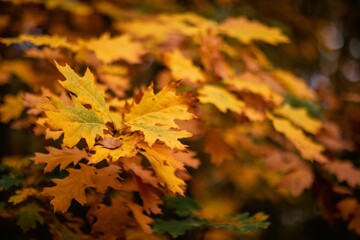 Closeup shot of beautiful yellow autumn leaves on a tree