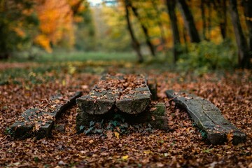 Closeup shot of dry leaves fallen in a park
