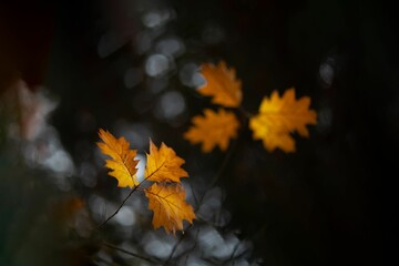 Closeup shot of beautiful yellow autumn leaves on a tree