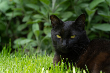 Black cat lying andresting  in a safe spot in the green grass in the garden looking at the camera