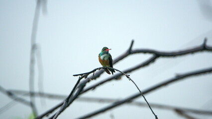 Amazilia hummingbird (Amazilis amazilia) perched on a branch in the La Segua wetlands near Chone, Ecuador