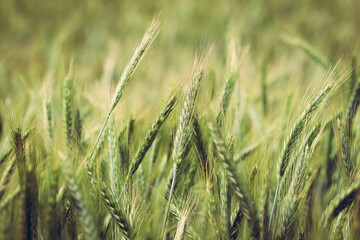 Ears of triticale on field