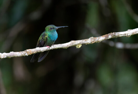 Tiny Bronze-tailed Plumeleteer (Chalybura urochrysia)