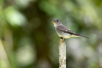 Cute Eastern wood Pewee (Contopus virens) perched on a tree stump