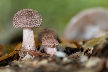 Two young blusher mushrooms (Amanita rubescens)