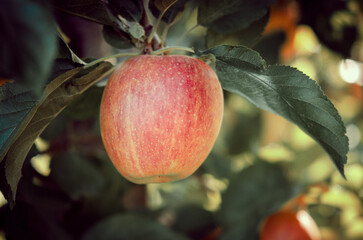 Äpfel am Baum