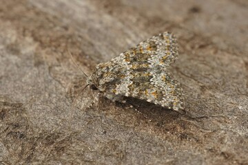 Closeup of a hecatera dysodea owlet moth isolated on a wooden surface