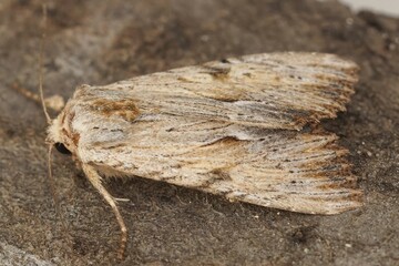 Closeup of a apamea lithoxylaea moth isolated on a wooden surface