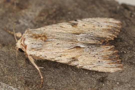 Closeup of a apamea lithoxylaea moth isolated on a wooden surface