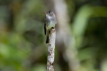 Cute Eastern wood Pewee (Contopus virens) perched on a tree stump