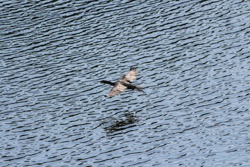 Little black cormorant flying over a seascape with its wings wide open