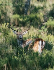 Vertical portrait of a graceful European fallow deer captured in a pasture
