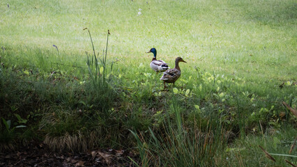 Ducks in Love