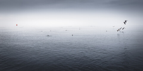 Seabird Panorama, Farne Islands