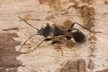Closeup of a rhyparochromus vulgaris isolated on a wooden surface