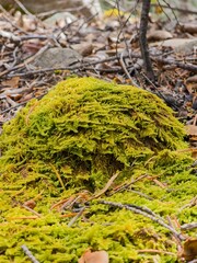 Vertical selective focus shot of bright green moss and dry leaves on rocks in Colrado