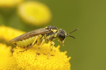 Closeup of a sawfly (tanacetum vulgare) sitting on tansy flower