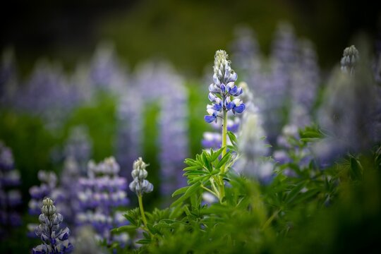 ハウチワマメ属 の画像 49 638 件の Stock 写真 ベクターおよびビデオ Adobe Stock