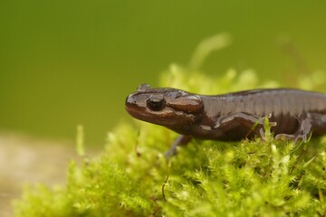 Closeup of a Northwestern salamander - Ambystoma gracile