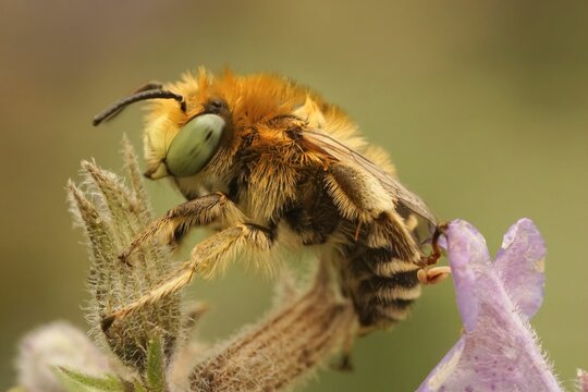 Closeup of a male solitary bee (anthophora bimaculata) sitting on a flower