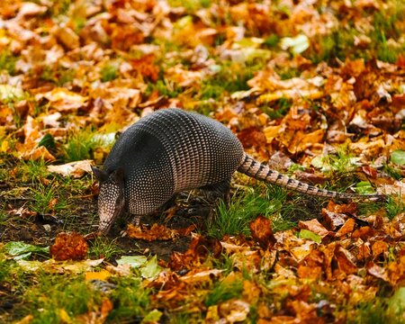 Armadillo (Dasypus novemcinctus) with pink signs walking through the leaves in Dover, Tennessee