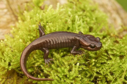 Closeup of a Northwestern salamander - Ambystoma gracile