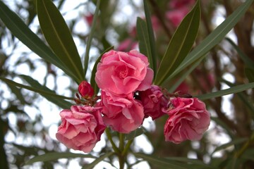 Oleander flowers blooming