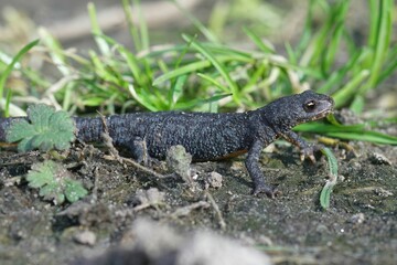 Closeup of an Alpine newt standing on the ground with grass