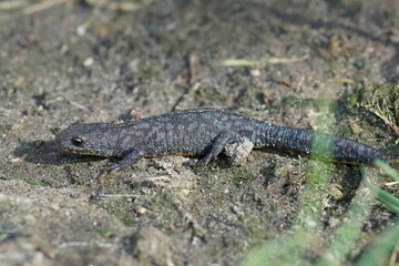 Closeup of an Alpine newt standing on the soily ground