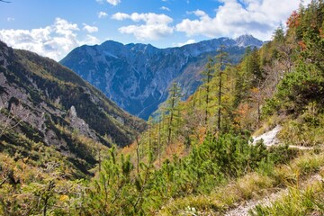 Obraz premium Beautiful forest over a background of snowy mountains