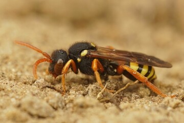 Closeup of a solitary cuckoo bee (nomada fucata) standing on the sand
