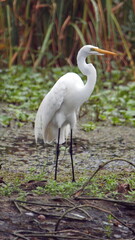Fototapeta premium Great egret (Ardea alba) in the La Segua wetlands near Chone, Ecuador