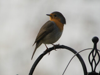 robin perched on a manger
