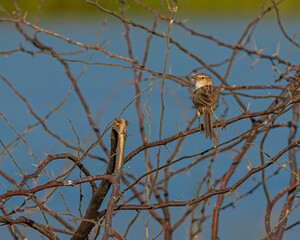 A bird hidden in bush tree