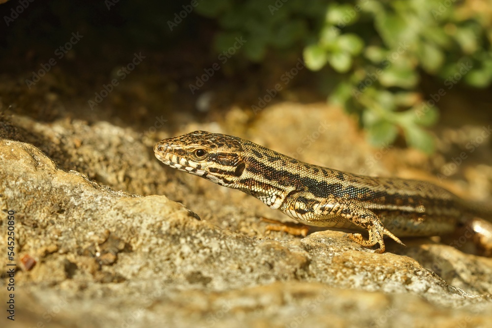 Sticker Close up of a striped Podarcis hispanicus lizard on a rock