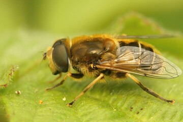 Macro shot of the European drone fly (Eristalis arbustorum) on a leaf and blurred background