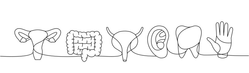 Set of human organ one line continuous drawing. Tooth, bladder, reproductive system, intestines, ear, hand continuous one line illustration.