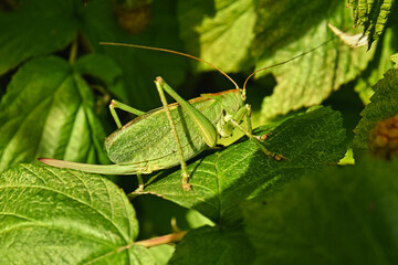 A grasshopper on a leaf