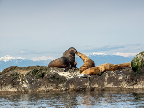 Kiss Me You Fool
Huge Sea Lions kissing on an ocean outcrop.