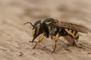 Closeup of an Anthidium florentinum female Florentine woolcarder bee