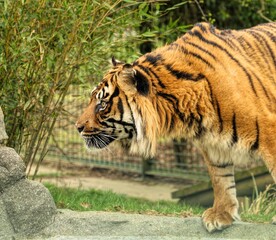 Fototapeta na wymiar Closeup shot of a beautiful tiger at the zoo
